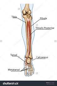 Foot bones diagram the bones in the foot inferior view picture illustrated from. Pin On Nisha