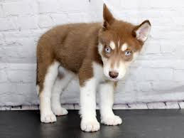 Join millions of people using oodle to find puppies for adoption, dog and puppy listings, and other pets adoption. Siberian Husky Dog Female Red And White 2839980 Petland Pickerington