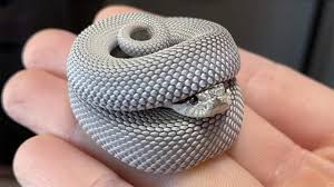 Smash your way up the food chain as you evolve into the ultimate little big snake. Snakes Can Be Cute Too Funny Snake Video 2021 Pets Town Youtube