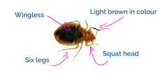 bugs mistaken for bed bugs how to get
