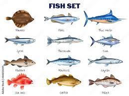 sea fish set stock vector adobe stock