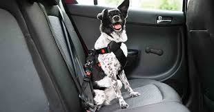 Safe Car Travel For Pets Pdsa