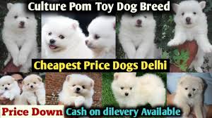 culture pom puppies toy dog