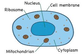 Animal cells have one or more small vacuoles whereas plant cells have one large central vacuole that can take upto 90% of cell volume. What Is An Animal Cell Facts Pictures Info For Kids Students