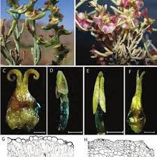 We did not find results for: Pdf Taxonomic Novelties From Irano Turanian Region And Ne Iran Oreosalsola A New Segregate From Salsola S L Two New Species In Anabasis And Salvia And Two New Combinations In Caroxylon And Seseli