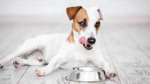 Use these diabetic dog treats recipes for your diabetic dog, and she will be able to enjoy delicious dog treats again! Diabetic Dog Food Top Choices For Dogs With Diabetes