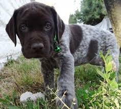 Actually classified as three distinct breeds, the shorthaired pointer, the wirehaired pointer, and the longhaired pointer, were all originally bred as hunters and today are still a great. Bella German Shorthaired Pointer Puppy 635987 Puppyspot