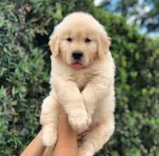 I will tell you from my experiences goldens are hands down the best family dog period. 40 Golden Retriever Puppy Ideas Golden Retriever Puppy Golden Retriever Baby Golden Retriever Photography