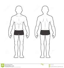 Athletic Male Body Chart Stock Vector Illustration Of