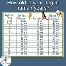 How Old Is Your Dog In Human Years Dog Ages Dogs Dog
