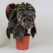 #8 alocasia maharani (grey dragon alocasia) a hybrid of a. Alocasia Red Secret Exotic House Plant In A 12cm Pot Elephant Ears Buy Trees Shrubs Perennials Annuals House Plants Statues And Furniture