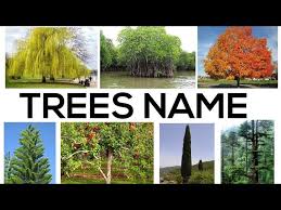 names of trees for kids trees name