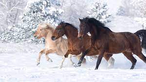 Free download Brown Horse Wallpapers ...