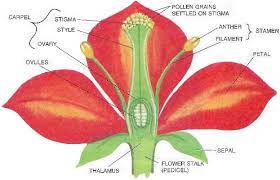 what is a flower draw a typical flower