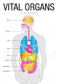 Chart Of Vital Organs With Parts Name Size 21cm X 30cm Vector