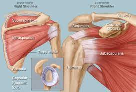 The human shoulder is made up of three. Shoulder Human Anatomy Image Function Parts And More