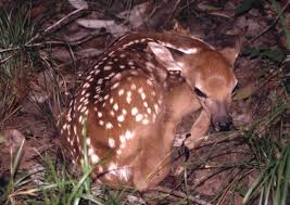 The Whitetails Secret Weapon Birth Timing