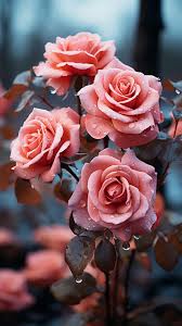 beautiful rose flower aesthetics 86