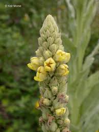 Verbascum thapsus Calflora