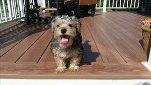 Adopters age 60 or older who adopt a cat or dog age 5 years or older are eligible for a $50 adoption fee and welcome home kit. Richmond Va Yorkie Yorkshire Terrier Meet Little Ab A Pet For Adoption
