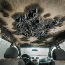 battling mold in car effective