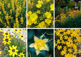 Top 10 Native Yellow Perennial Flowers