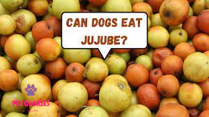 Can dogs eat jujube