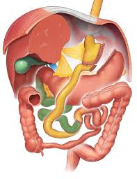 gastric byp surgery in florida gi