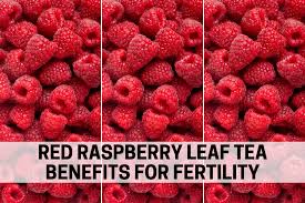 5 raspberry leaf tea fertility benefits