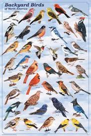 Amazon Com 24x36 Backyard Birds Educational Science Chart