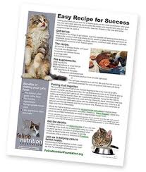 homemade cat food recipe