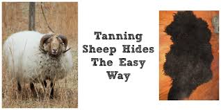 tanning sheep hides the easy way