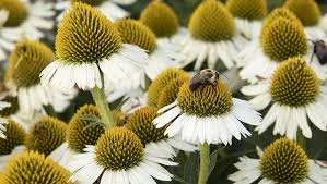 Best Pollinator Plants For The Garden