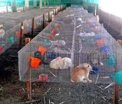 Record keeping was also advised. Commercial Broiler Rabbit Farming A Lucrative Business In India Pashudhan Praharee