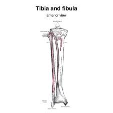 Tibia and fibula - muscle attachments ...