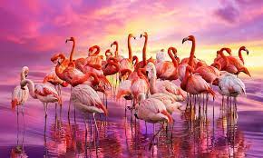 flamingo dance pink dancing water