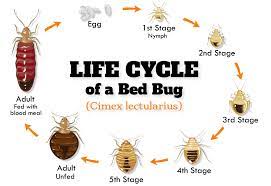 How To Get Rid Of Bed Bugs Diy