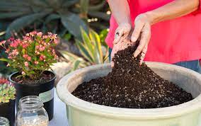 the problem with using peat moss and