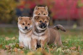 Adopt a shiba inu in wisconsin. Sunset Ridge Puppies