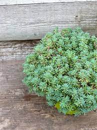 sedum hispani blue carpet blue