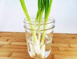 Green Onions Growing Ginger