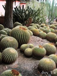 Fishhook barrel cacti are named such for the long, curved thorns that cover the length of the cactus' ridges. Barrel Cactus At Lotusland Extremely Slow Growing A Lesson In Patience That Truly Rewards Cactus Plants Public Garden Cactus Garden