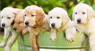 If you've decided that a lil' golden retriever puppy is right for your family — which, let's face it, there are few reasons as to why they wouldn't be right for you — here are some things to. Golden Retriever Puppies And Dogs For Sale Near You