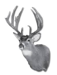 Deer Shoulder Forms By Select Taxidermy