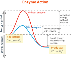 How Enzymes Speed Up The Chemical Reactions Ck 12 Foundation