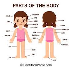 The left and right bronchi: Cute Boy Body Parts My Body Human Body Parts Diagram On Cute Cartoon Boy Educational Infographic Chart For Kids Science Canstock