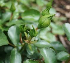 black spot on roses prevention and