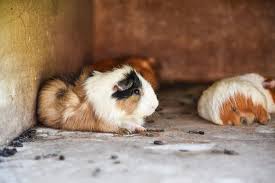 do guinea pigs get cold neeness