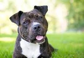 american pit bull terrier breed