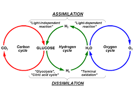 Oxygen Cycle Meaning Steps Diagram